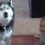 (Video) Mom Catches Her Baby Talking to Their Husky. Their Conversation? Unbelievable!