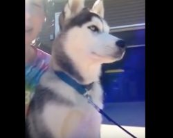 (Video) This Doggie Feels He MUST Protect His Owner From the… Mailman?!