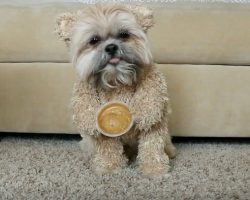 (Video) Watch to See Just How Much Munchkin the Teddy Bear Loves Peanut Butter – LOL!