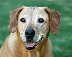 3 Incredible Reasons Why Adopting a Senior Dog Could be the Best Thing a Person Ever Does