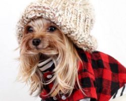 This Yorkie is Stealing Hearts Everywhere With Her Gorgeous Hair