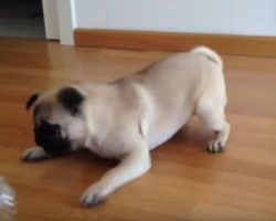 (Video) This Pug Puppy Energetically Playing With His Favorite Toy is Making Me Want to Get a New Toy for My Doggie!