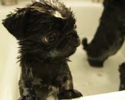 (Video) Watch These Tiny Pug Puppies Get a Bath. My Heart is Melting!