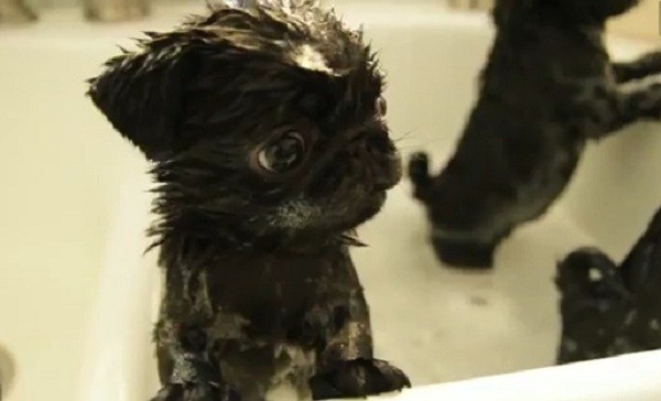 pug-in-a-tub