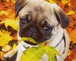 8 Pug Puppies That Are So Precious it’s Quite Difficult Not to Want to Die From Love