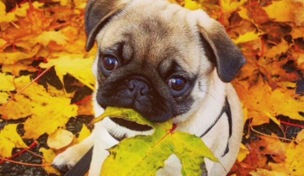 pug leaves