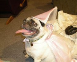 11 Pugs Who Can’t Wait for Halloween to be Over