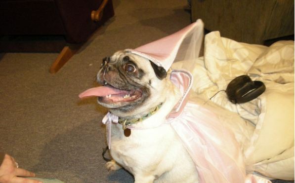 pug-princess