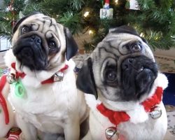 (Video) It’s About That Time to Get Ready for the Holidays, and Max and Minnie Know Just What to Do to Get Everyone in the Mood…