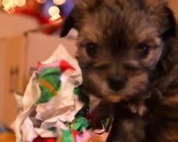 (Video) Get in the Mood for the Holiday Season by Watching Some Pretty Cute Puppies Make it Their Own – Aww!