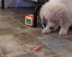 (Video) Baby Carrot Completely Dumbfounds a Puppy and it’s Hilarious!