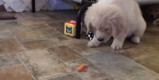 puppy-and-carrot