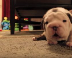 (Video) As This Teeny Tiny Puppy Attempts to Walk, He Shows His Frustration by Whining Non-Stop – Hilarious!