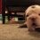 (Video) As This Teeny Tiny Puppy Attempts to Walk, He Shows His Frustration by Whining Non-Stop – Hilarious!