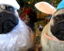 (Video) It’s Time to be Good, Because Soon Santa Pug is Coming to Town!