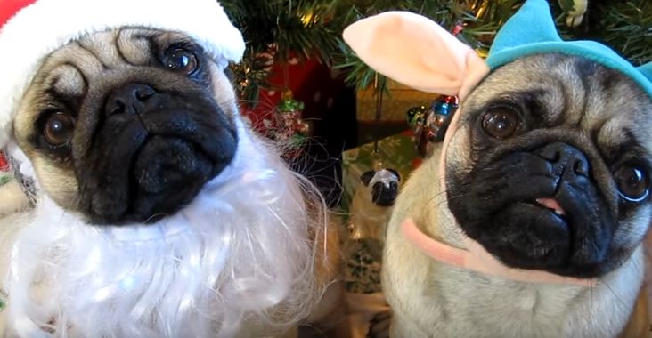 santa-pug-and-helper