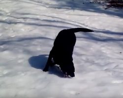 (Video) This Dog Creates His Own Personal Sled on the Snow (Himself) and it’s Hilarious!