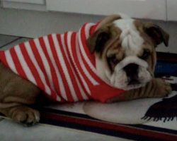 (Video) Bulldog Puppy Throws Temper Tantrum Over New Sweater and it’s the Most Adorable Thing EVER!