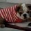 (Video) Bulldog Puppy Throws Temper Tantrum Over New Sweater and it’s the Most Adorable Thing EVER!