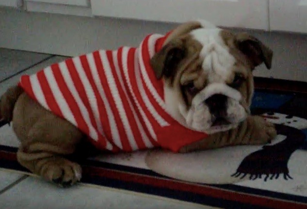 sweater-dog