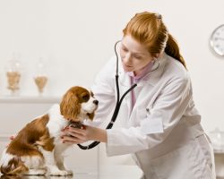 3 Spay and Neuter Tips That May in Reality be Complete Myths