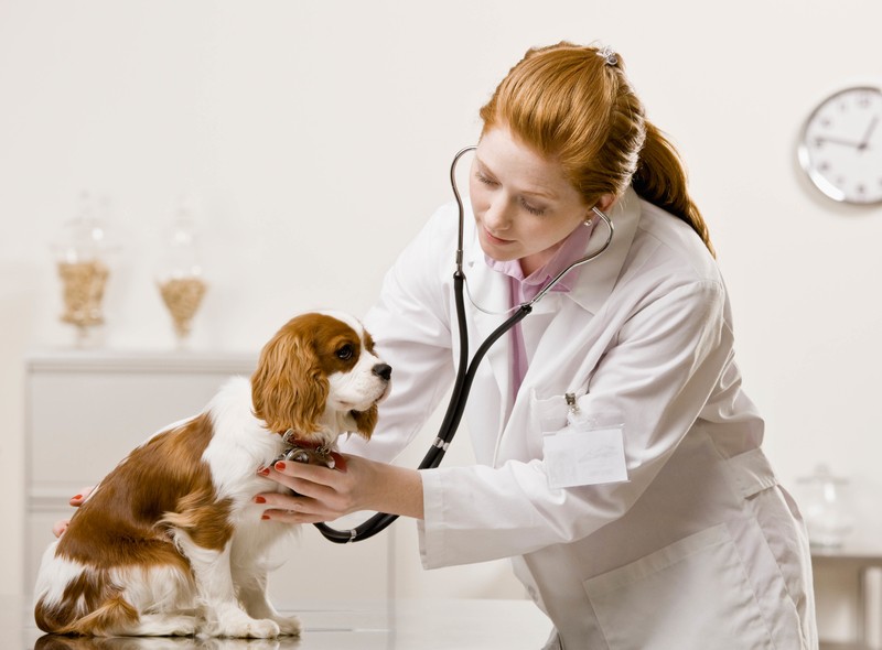 vet-with-dog