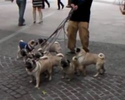 (Video) This Man Tries to Walk 8 Pugs. What Happens? Who’s Walking Whom?! LOL!
