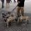 (Video) This Man Tries to Walk 8 Pugs. What Happens? Who’s Walking Whom?! LOL!