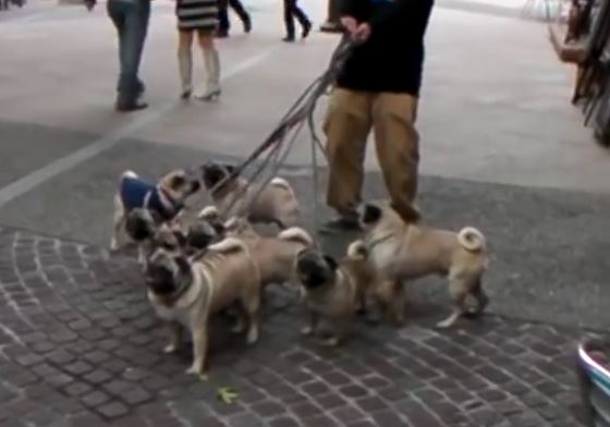 8 pugs