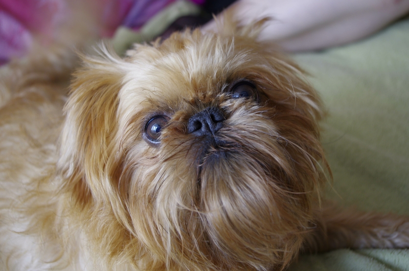 brussels-griffon