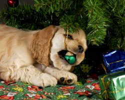 10 Surprising Things That Could Harm a Pooch During the Holidays