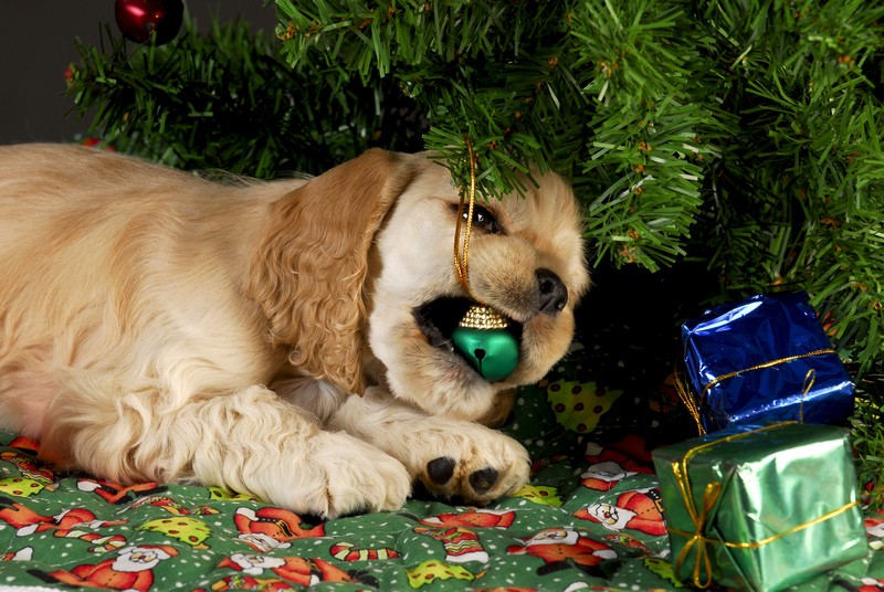 christmas-dog