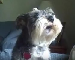 (Video) Schnauzer Singing Happy Birthday Will Instantly Turn a Frown Upside Down