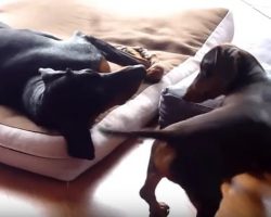 (Video) Doxie Does THIS Hilarious Movement to Tell Doggy Friend it’s Time to Play – Too Darn Funny!