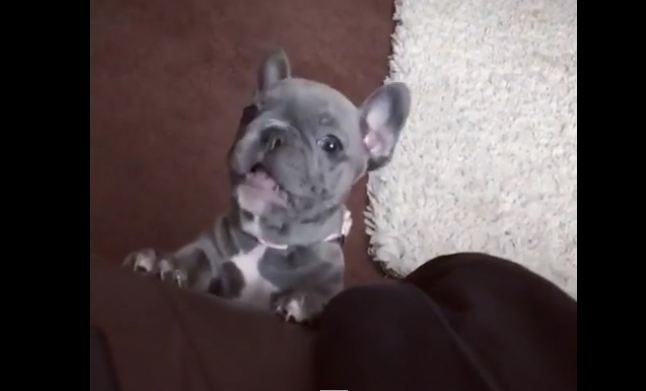 frenchie-puppy-barking