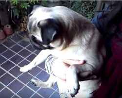 (Video) Watch How a Pug Has a Meltdown and Not Even Her Human Can Calm Her Down…