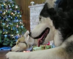 (Video) Twas the Night Before Christmas and This Siberian Husky is Sooo Excited!