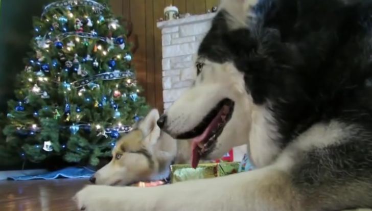 husky-christmas