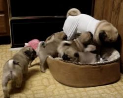 (Video) Rambunctious Puppies Adorably Play With Their Mom and it’s the Sweetest Thing Ever!