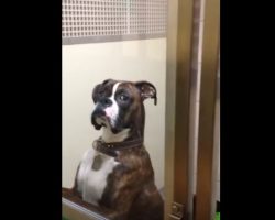 (Video) A Boxer Gets Picked Up From the Vet. The Look He Gives His Owner? Priceless!