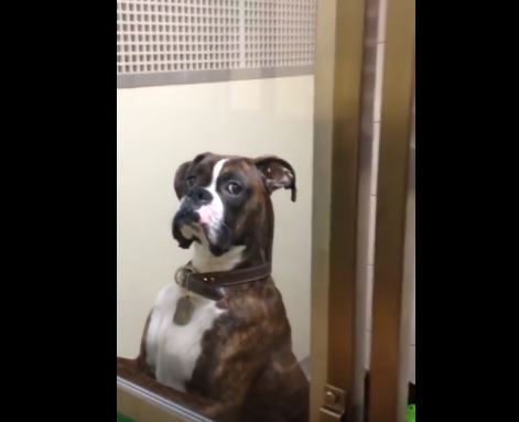 peeved boxer