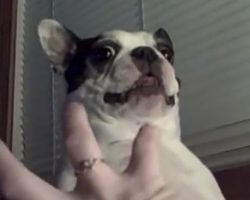 (Video) Boston Terrier Loves Having His Belly Tickled and His Facial Expression in Response is SO Funny!