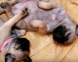(Video) Pug Puppies Are Having a Hard Time Waking Up. How Dad Tries to Coax Them? Aww!