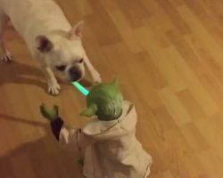 (Video) With a Doggie’s Help Master Yoda Shows Us How to Use the Force. Good Doggy, You Are!