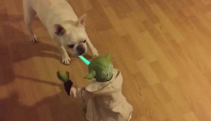 yoda-and-dog