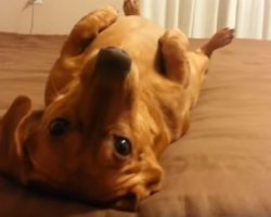 (Video) Hilarious Doxie Strikes up a Convo With Mom on Her Birthday. How They Chat Away? Too Cute!