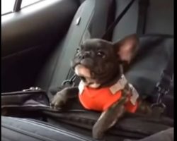 (Video) Watch How a Small Frenchie Throws the Most Adorable Temper Tantrum!