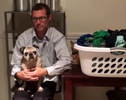 (Video) 15-Year-Old Pug Playing Peek-a-boo With Daddy is Quite Possibly the Sweetest Thing a Person Will Ever See