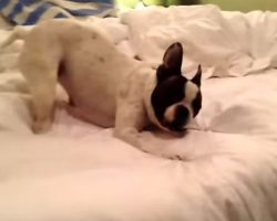 (Video) This Doggie Doesn’t Want to Go to Bed. Now Watch the Hilarious Antics She Does to Prevent Bedtime From Happening!