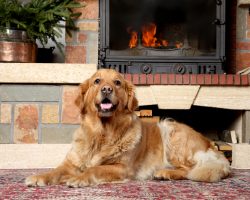 5 Essential Tips to Keep a Pooch Safe Around a Fireplace